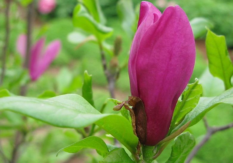 Natural compounds from  Magnolia biondii Pamp.