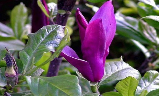 Natural compounds from  Magnolia liliiflora Desr.