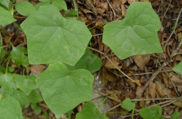 Natural compounds from  Menispermum dahuricmn DC.