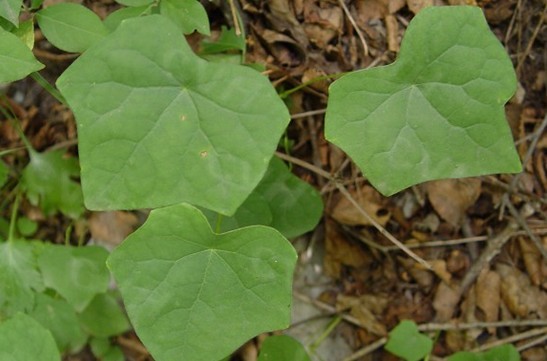 Natural compounds from  Menispermun dauricum DC.