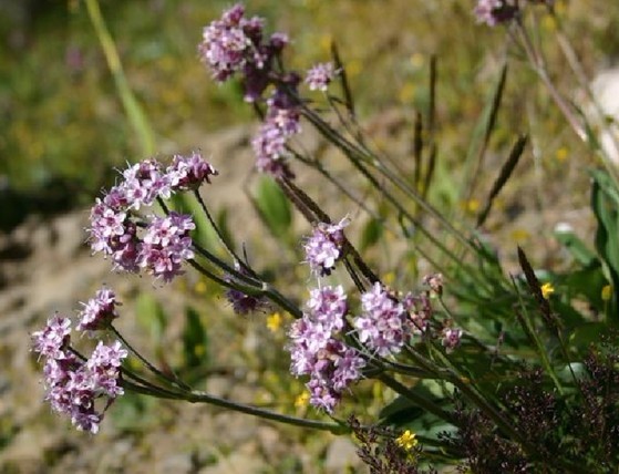 Natural compounds from  Nardostachys chinensis Batal