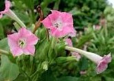 Natural compounds from  Nicotiana tabacum L.