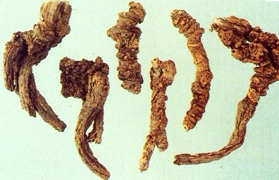 Natural compounds from  Notopterygium forbesii de Boiss.