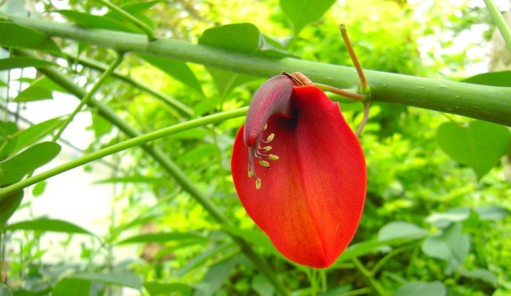 Natural compounds from  Oroxylum indicum (L.) Vent.