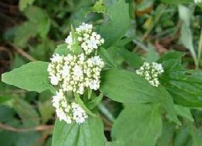 Natural compounds from  Patrinia villosa Juss.