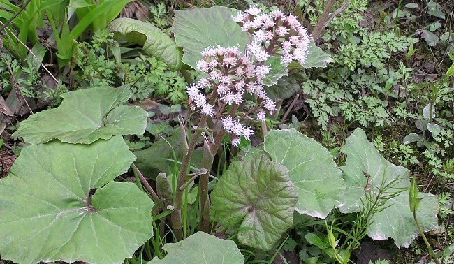 Natural compounds from  Petasites japonicus F. Schmidt