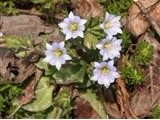 Natural compounds from  Petasites tricholobus Franch.