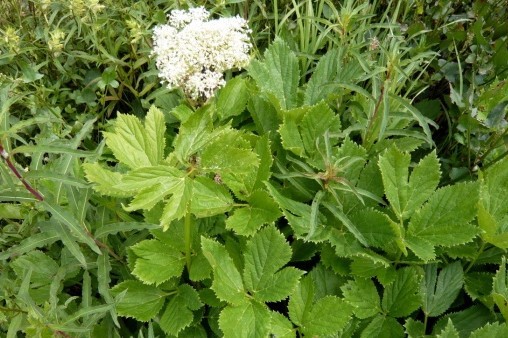 Natural compounds from  Peucedanum ostruthium