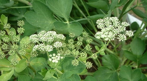 Natural compounds from  Peucedanum praeruptorum Dunn