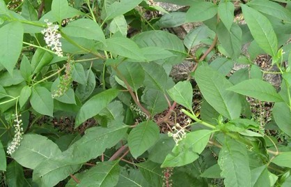 Natural compounds from  Phytolacca Americana L.