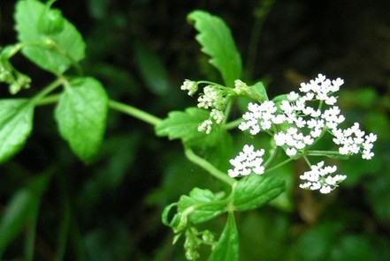 Natural compounds from  Pimpinella diversifolia DC.