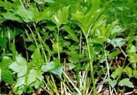 Natural compounds from  Pimpinella saxifraga L.