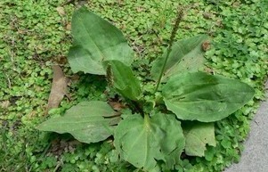 Natural compounds from  Plantago depressa Willd.