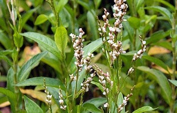 Natural compounds from  Polygonum tinctorium Ait.