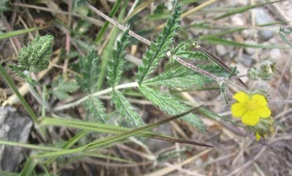 Natural compounds from  Potentilla discolor Bunge