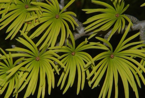 Natural compounds from  Pseudolarix kaempferi Gord.