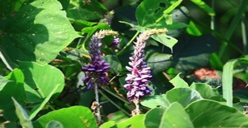 Natural compounds from  Pueraria thomsonii Benth.