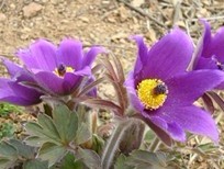 Natural compounds from  Pulsatilla cernua (Thunb.) Berchtet Opiz.