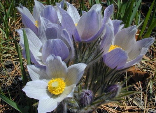 Natural compounds from  Pulsatilla turczaninovii Krylov 