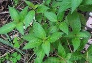 Natural compounds from  Rabdosia serra (Maxim.) Hara