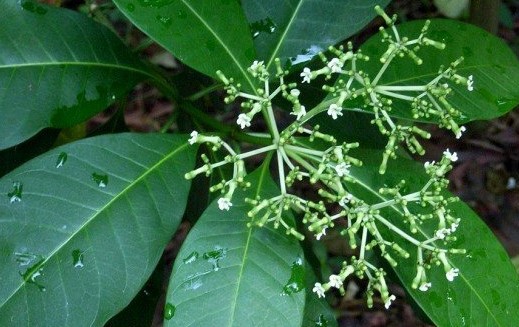 Natural compounds from  Rauvolfia womitoria Afzel.
