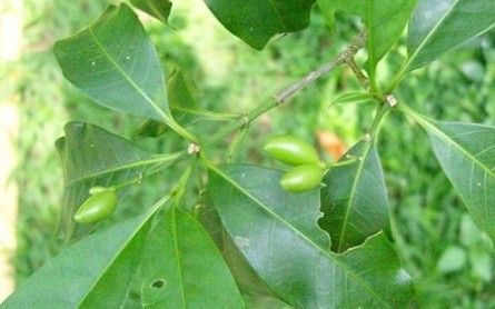 Natural compounds from  Rauvolfia yunnanensis Tsiang