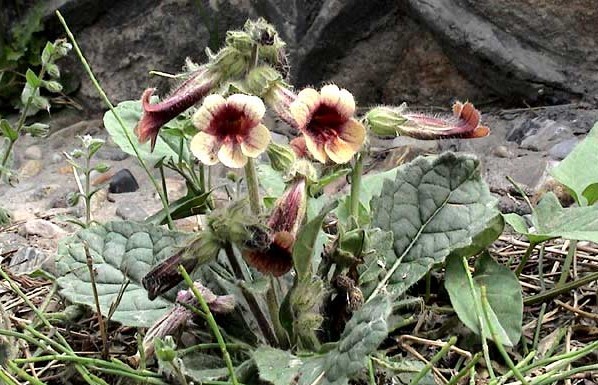 Natural compounds from  Rehmannia glutinosa (Gaert.) Libosch. ex Fisch. et Mey.