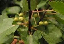 Natural compounds from  Rhamnus purshiana