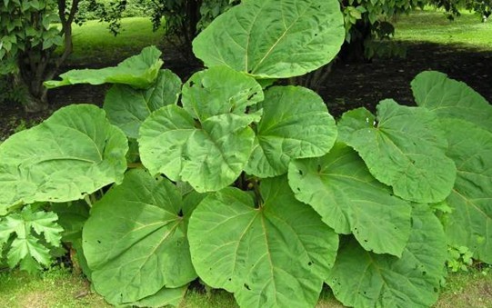 Natural compounds from  Rheum palmatum L.