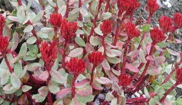 Natural compounds from  Rhodiola crenulata (Hook. f. et Thoms.) H. Ohba.