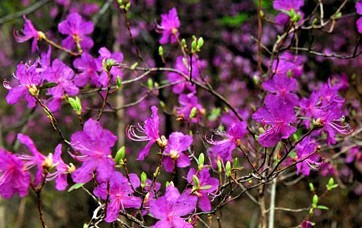 Natural compounds from  Rhododendron dauricum L.