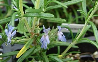 Natural compounds from  Rosmarinus officinalis L.
