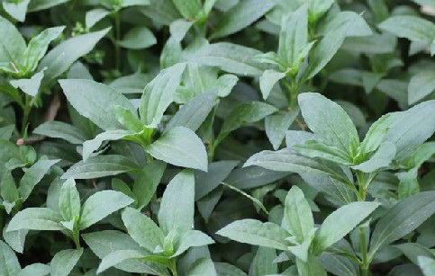 Natural compounds from  Rostellularia procumbens