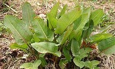 Natural compounds from  Rumex obtusifolius L.