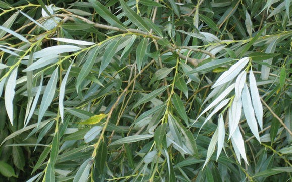 Natural compounds from  Salix alba L.