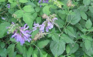 Natural compounds from  Salvia miltiorrhiza Bge.