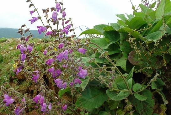 Natural compounds from  Salvia przewalskii Maxim.