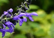 Natural compounds from  Salvia sclarea L.