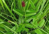 Natural compounds from  Sanguisorba officinalis L.
