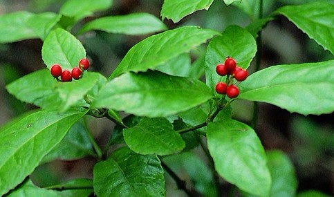 Natural compounds from  Sarcandra glabra (Thunb.) Nakai