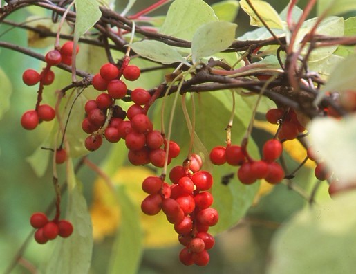 Natural compounds from  Schisandra chinensis (Turcz.) Baill.