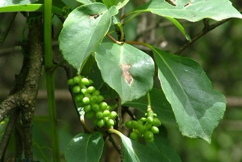 Natural compounds from  Schisandra sphenanthera Rehd. et Wils.