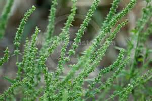 Natural compounds from  Schizonepeta tenuifolia