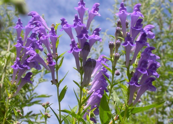 Natural compounds from  Scutellaria baicalensis Georgi