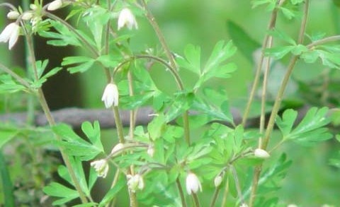 Natural compounds from  Semiaquilegia adoxoides (DC.) Makino