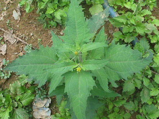 Natural compounds from  Siegesbeckia orientalis L.