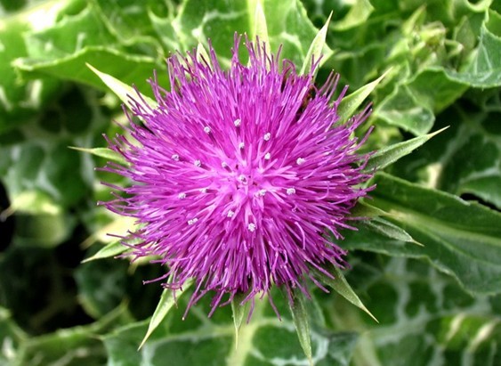 Natural compounds from  Silybum marianum (L.) Gaertn.