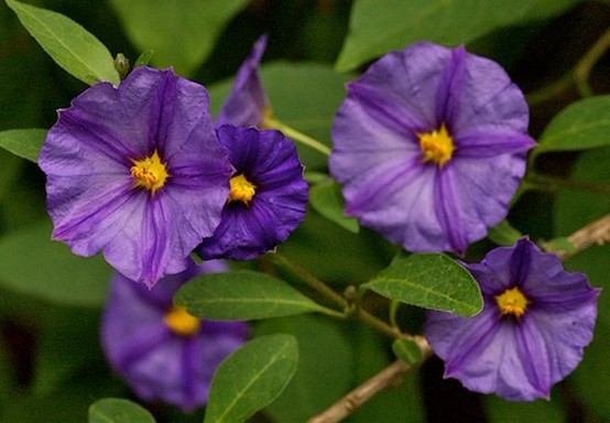 Natural compounds from  Solanum aviculare Forst.