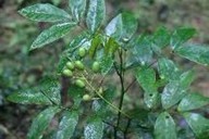 Natural compounds from  Sophora tonkinensis Gapnep.