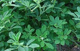 Natural compounds from  Stevia rebaudiana (Bertoni) Hemsl